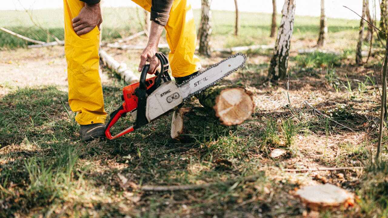 Best Arborist Services Near Me  in Calumet City, IL